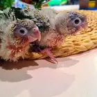 فروخ كنيور ((( يلو سايد))) (((دبل رد فاكتر))) تم البيع