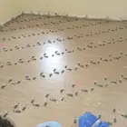 مبلط بلاط  شان  عبدالمج د