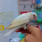 روز أليف حمامه ماعنده عض نهائيا