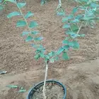 شتلات صدر نبق الكبيره وجوافا وتين وتوت وحمضيات