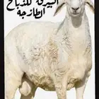 طلين حري جبره و الذبائح من جميع انواعه