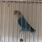 متاح 3 ذكور روز