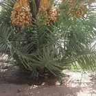 للبيع جثايث نخل سكري طيبات وفيهن فروخ مع امهنهن البيع