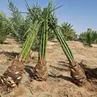 اسلام عليكم توجد الدين نخل فسيل وتوجد جميع النوع وجميع المقس