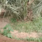 فسايل عجوه مجدول صقعي وروثانه