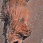 كلاب بوبيهات مالتيز للبيع