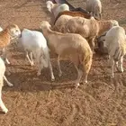 خرفان دنكلي مربيه 4 شهور