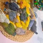 فروخ روز 100 ريال تم البيع