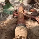 نخل وشنطني أمريكي للبيع جميع انواع المقسات