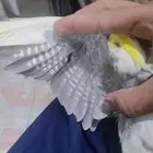 تم البيع