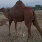 ابل لقاح العرضيات