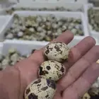 بيض سمان مخصب عالي للكميات