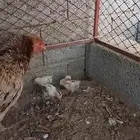 دجاجه مفرخه