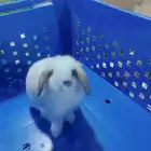 متوفر أرنبه أنتي هولندي لوب دم صافي