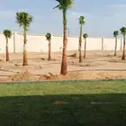 نخيل واشنطون زينه للبيع
