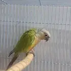 كنيور اليف وهدد