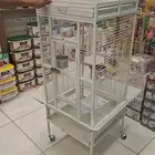 اقفاص ببغاء قالا امزوني كنيور دره بلوفرنتد كاسكو