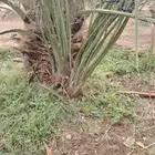 فسايل عجوه مجدول صفاوي وعنبره وروثانه وصقعي وبيض