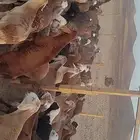 مربى سواكني فاخر وحريات لباب بيتك