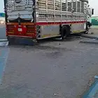 دينا لوري مسكس لنقل