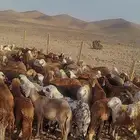 ذبيحتك حري فاخر وسواكني مربى لباب بيتك