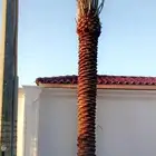 نخل للبيع جده مكه بجميع المقاسات