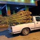 يوجد لدينا جميع أنواع النخيل داخل المملكة وخارج المملكة