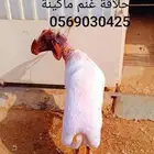 جزاز صوف غنم ماكينة