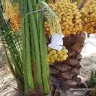 نخل للبيع جميع جميع الأنواع متوفره وجميع المقاسات.وكما يوجد