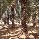 يوجد لدينا جميع أنواع النخيل المثمرة وزينه بجميع انواعها
