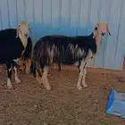 للبيع شياه نجد ومعزه مواليد