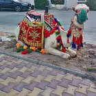 يوجد لدينا خيول عربيه وجمال الايجار وسيسي
