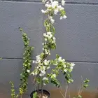 تنسيق_حدائق  مزارع  مشتل