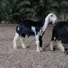 مشروع فحل نجدي