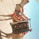 جمال خيول اجار يوم او بالساعه