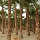 شبوك السياج الخرج الرياض المزحميه ضرم تبراك