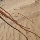 مساويك للبيع ال100 عود ب 500  ريال