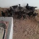 صوص دجاج امبرقيني