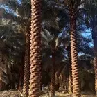 نخل للبيع واشنطني مجدول فسايل فروخ خلاص صقعي شيشي برحي سكري
