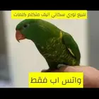 للبيع لوري سكالي اليف