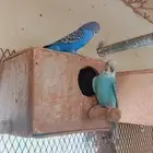 زوج بادجي منتج تحته بيض