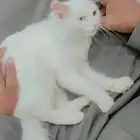قطه شيرازي انثى للتبني