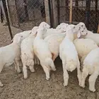 طليان