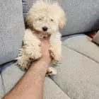 كلاب توي بودل Toy Poodle للبيع