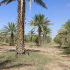 نخيل شقراء شيقر إخلاص ملكي