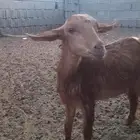 تم البيع تيس