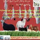 حلال الديرة لبيع جميع انواع المواشي و تموين وتجهيز المناسبات