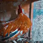 سلام عليكم ورحمة الله وبركاته