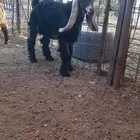 للبيع مشروع فحل عارضي
