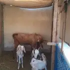 مكه الحسينيه